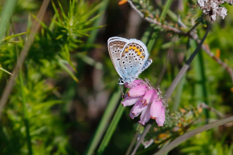 Stour Valley Water Meadows
