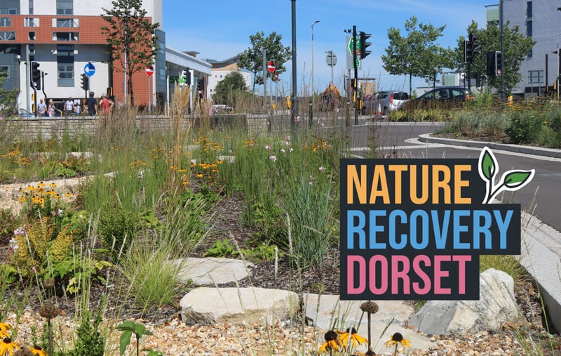 Nature Recovery Dorset