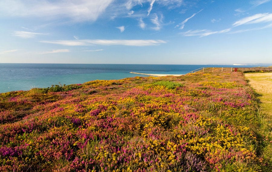 Heathland at Hengistbury Head c. Mark Holloway