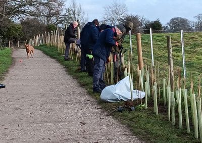 Hedge planting alongside fields at Erlin Farm