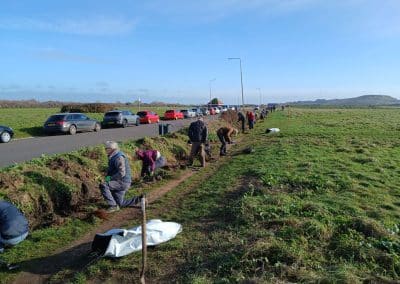 Hedge planting alongside Broadway, Hengistbury Head