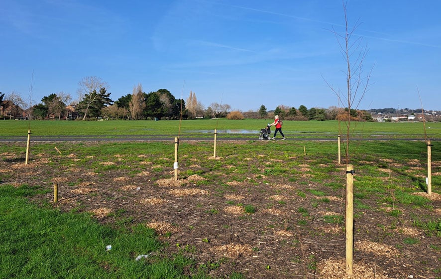 New trees at Baiter