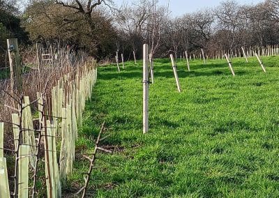 Orchard planting at Erlin Farm